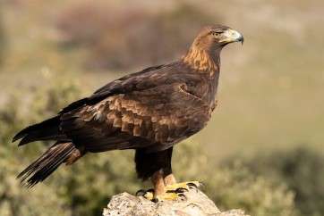 Update: Golden Eagle nest monitoring