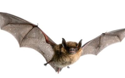 Bat observations